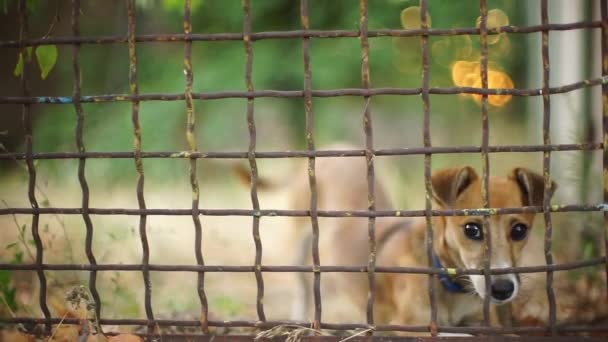 여름 정원에 있는 낡은 철조망 뒤에서 행복 한 강아지 — 비디오