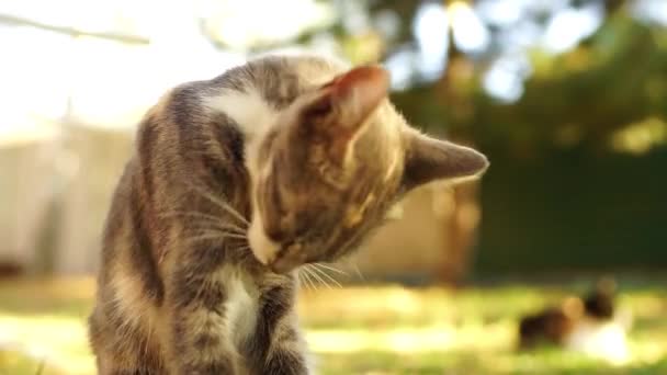 Ashy Maneki Neko Kitty Tvättar Sin Kropp Solig Trädgård — Stockvideo