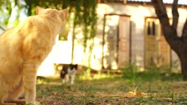 夏の庭に座っている生姜猫 彼の近くに三色の子猫の散歩 — ストック動画
