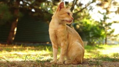 Kızıl kedi yaz bahçesinde oturuyor.