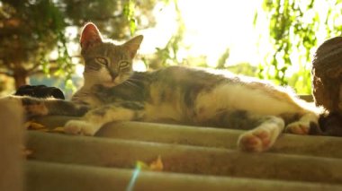 Küllü kedi yaz bahçesinde dinleniyor.