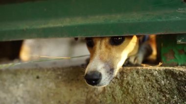 Meraklı komik köpek yavrusu uzun burnunu çitlere sokuyor.