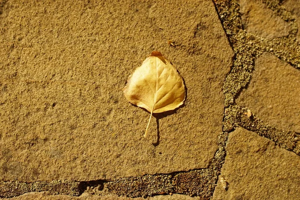 Foglia Secca Betulla Dorata Sulla Strada Selvaggia Pietra — Foto Stock