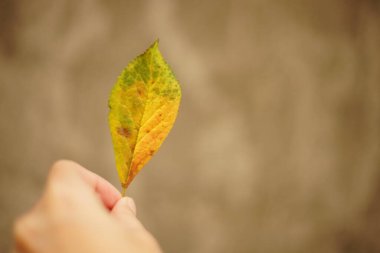 Altın yeşili sonbahar huş yaprağını tutan kadın eli