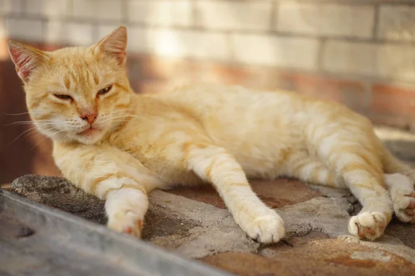 Precioso Jengibre Gato Descansando Cerca Casa Día Verano —  Fotos de Stock