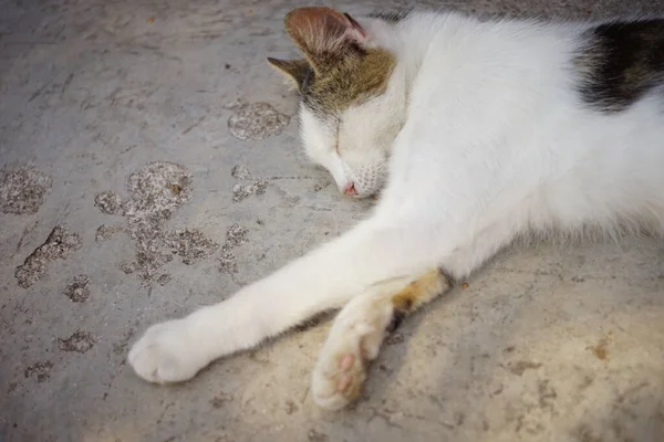 Beyaz Benekli Kedi Bir Yaz Günü Taş Zeminde Uyur — Stok fotoğraf