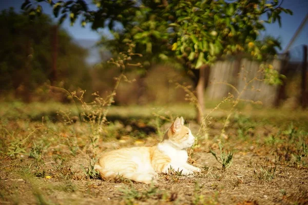 Szczęśliwy Imbir Biały Kot Odpoczynek Słoneczny Letni Ogród — Zdjęcie stockowe