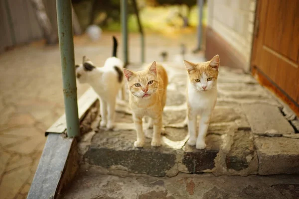 Niedliche Katzen Spazieren Sommergarten Vor Der Haustür — Stockfoto