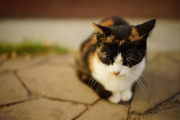 三色猫在夏夜的花园特写中休息 — 图库照片