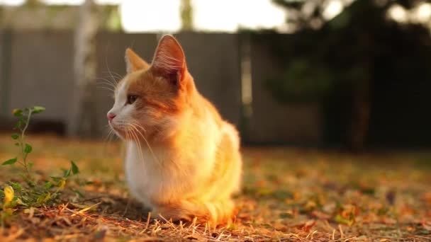 Niedlichen Ingwer Weiß Flauschige Katzenruhe Sonnenuntergang Herbst Garten — Stockvideo