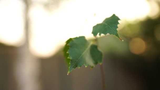 Dwie zielone liście brzozy kołyszące się w letnim parku. Ekstra miękkie, selektywne ukierunkowanie. — Wideo stockowe
