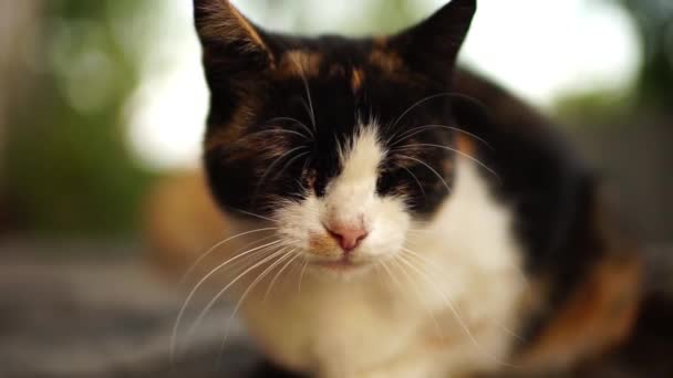 Kucing Tricolor Bersantai Taman Musim Panas Penutupan — Stok Video