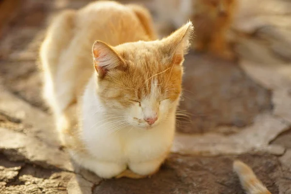 可爱的姜白猫夏天睡在户外 — 图库照片