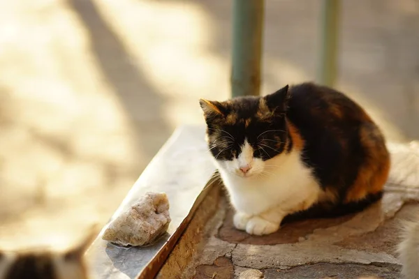 Calico, o jogo do Café dos Gatos fofinho e acolhedor, será