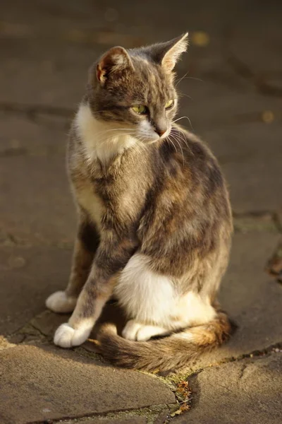 Adorável Tortie Kitty Sentado Ensolarado Jardim Outono Chão Pedra — Fotografia de Stock