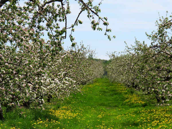 Gasse Einem Blühenden Apfelbaumfeld — Stockfoto