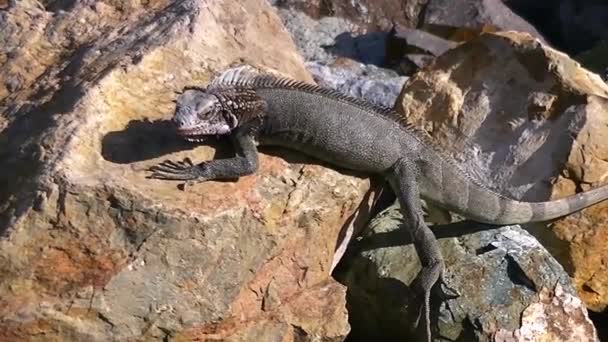 Lagarto Dragón Relajándose Las Rocas Del Caribe Iguana — Vídeo de stock