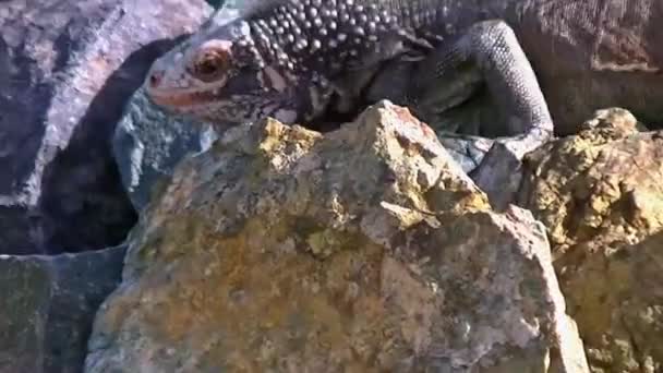 Closeup Big Dragon Lizard Iguana Rocks Caribbeans Ocean — Stock Video