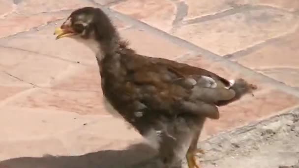 Mały Kurczak Spaceru Ulicy — Wideo stockowe