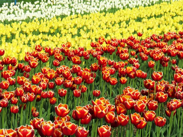Field of multi color tulips in spring