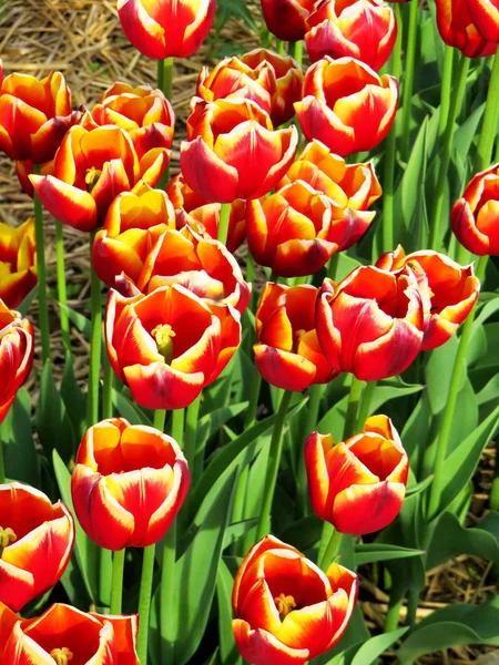 Campo Tulipanes Naranjas Con Una Línea Floración Blanca Primavera —  Fotos de Stock