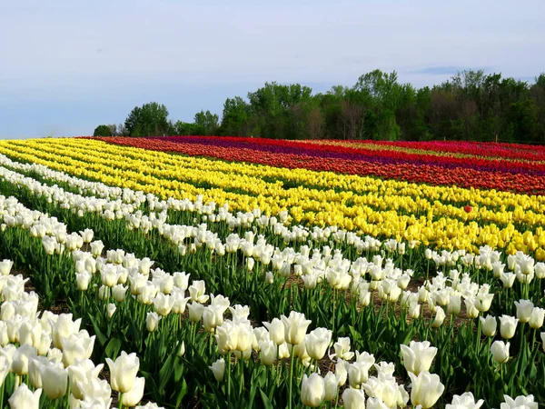 Champ Tulipes Colorées Sur Une Colline Avec Des Bois Arrière — Photo