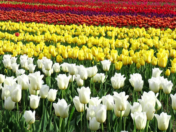 Champ Tulipes Blanches Jaunes Bicolores Violettes Rouges — Photo