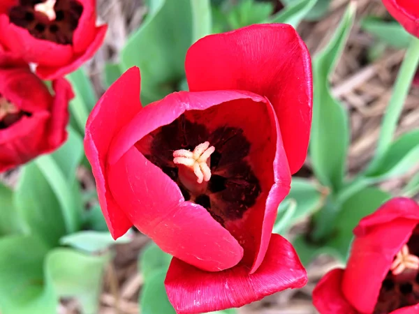 Makro Der Innenseite Einer Roten Tulpe — Stockfoto