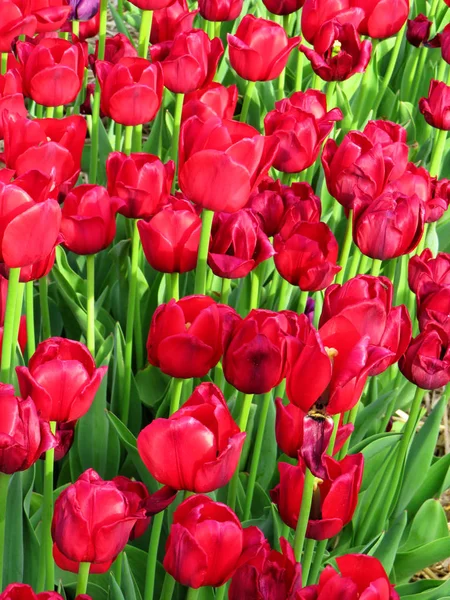 Viele Leuchtend Rote Tulpen Auf Einem Feld — Stockfoto