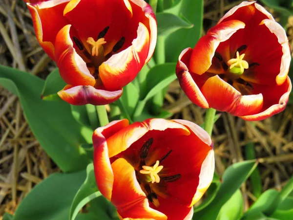 Nahaufnahme Des Inneren Von Tulpen — Stockfoto