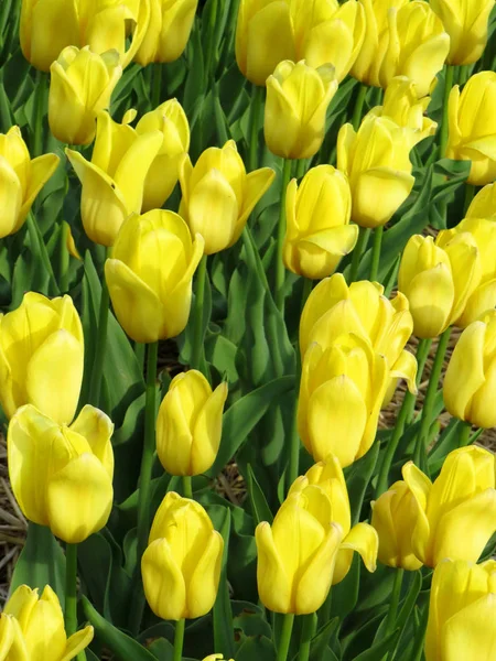 Gros Plan Sur Les Tulipes Jaunes — Photo