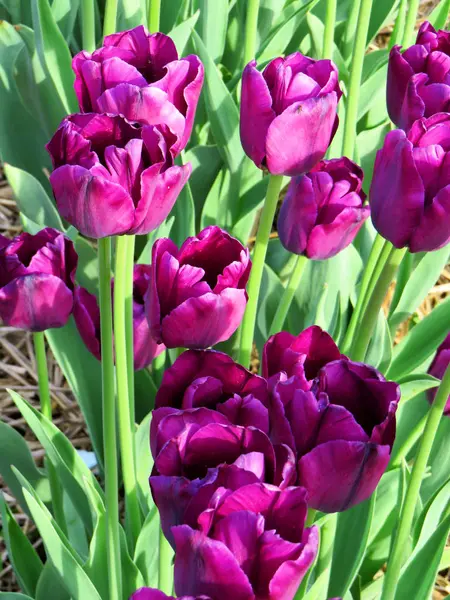 Close Bunch Purple Tulips — Stock Photo, Image