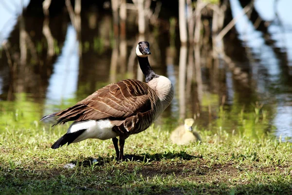 Canadiense Ganso Madre Poco Pato Por Agua Primavera —  Fotos de Stock