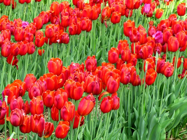 Nahaufnahme Von Einigen Orangeroten Tulpen Frühling — Stockfoto