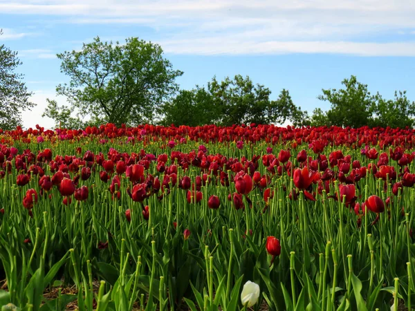 Champ Couvert Tulipes Rouges Avec Beau Ciel Bleu Des Arbres — Photo