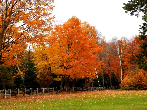울타리가있는 쪽에서 가을의 황금색과 주황색 — 스톡 사진