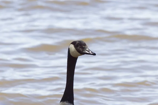 Kopf Einer Gans Mit Wasser Hintergrund — Stockfoto