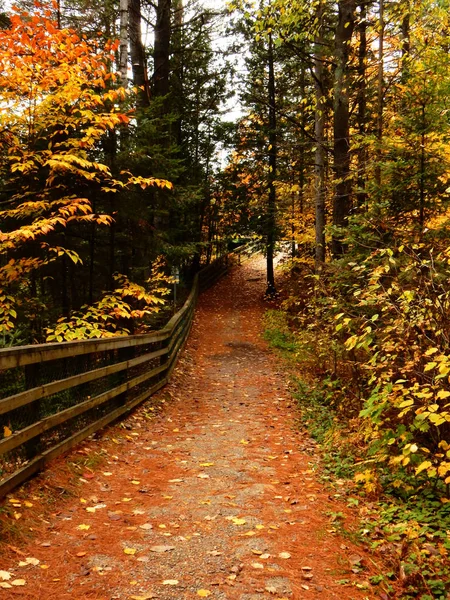 가을에 형형색색의 낙엽으로 뒤덮인 — 스톡 사진