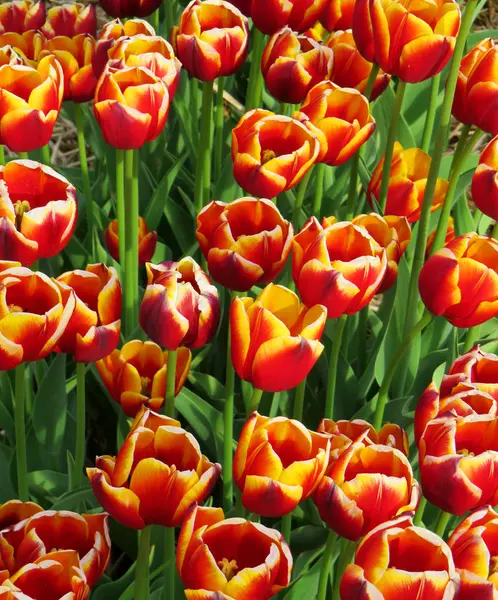 Deux Tulipes Couleur Feuilles Vert Clair — Photo