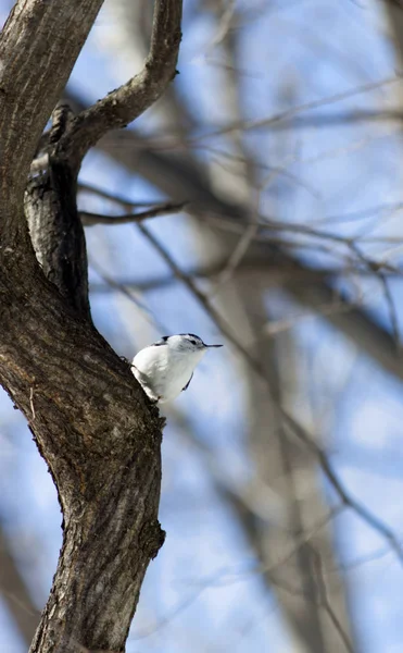 Nuthatch Peito Branco Empoleirado Uma Árvore — Fotografia de Stock