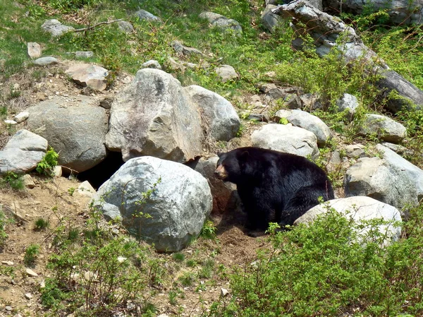 Urso Negro Caminhando Montanha Entre Rochas — Fotografia de Stock