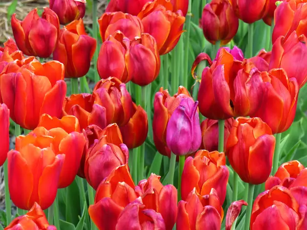 Primer Plano Los Tulipanes Color Rojo Brillante Campo Durante Primavera —  Fotos de Stock