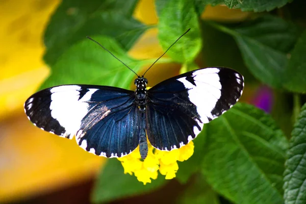 Κύντνο Λόνγκγουίνγκ Μπλε Μαύρη Και Λευκή Πεταλούδα — Φωτογραφία Αρχείου