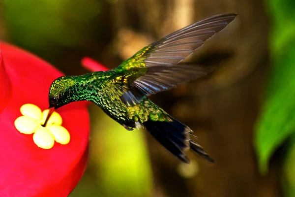 Küçük Hummingbird Bir Kuş Besleyici Yemek — Stok fotoğraf