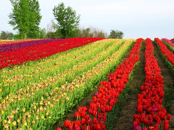 Champ Tulipes Multicolores Dans Pays — Photo