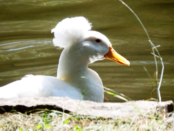 Weiße Ente Mit Einem Bommel Der Einem See Schwimmt — Stockfoto