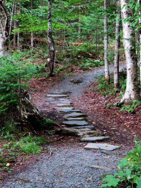 Ormanın ortasında rahatlatıcı yaya yolu