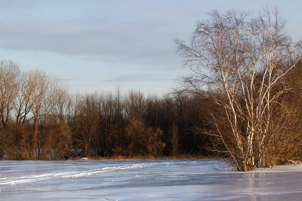 Eisbedecktes Feld Winter Umgeben Von Wäldern — Stockfoto