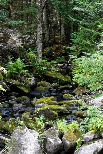 Petit Ruisseau Sortant Bois Sur Des Rochers Couverts Lichen — Photo