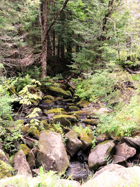 Pequeño Arroyo Que Sale Del Bosque Entre Rocas Cubiertas Líquenes — Foto de Stock